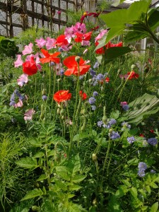 IMG_20170805_101340636